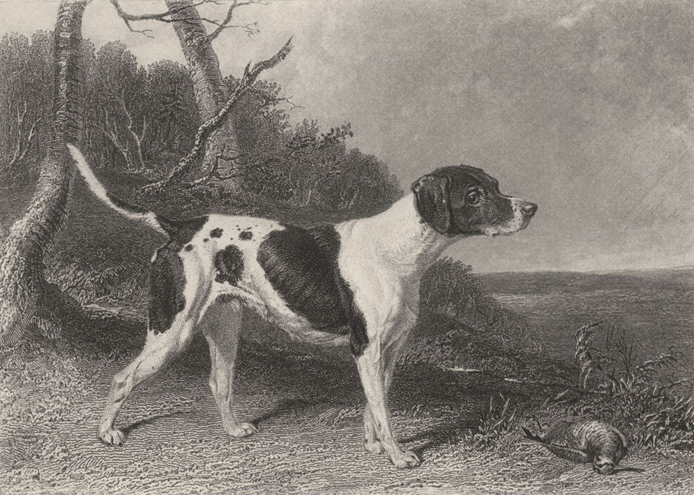 DOGS. Pointer. Good steel engraving. (Edward Jesse) 1888 old antique print